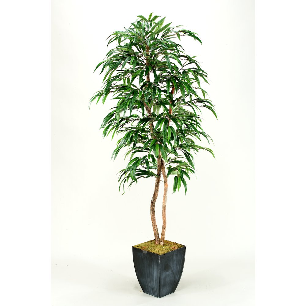7' Weeping Ficus Tree in Square Metal Planter. Picture 1