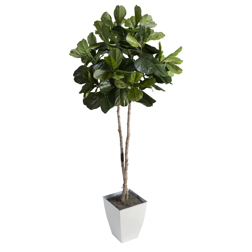 7' Fiddle Leaf Fig Tree in White Square Metal Planter. Picture 1