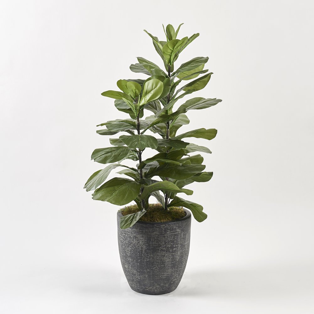 46" Tall Fiddle Leaf Fig in Round Black Textured Planter. Picture 1