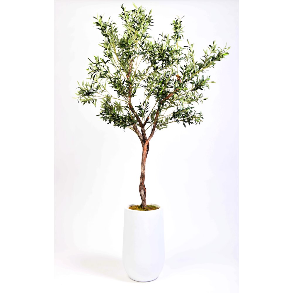 7' Olive Tree in White Resin Planter. Picture 1