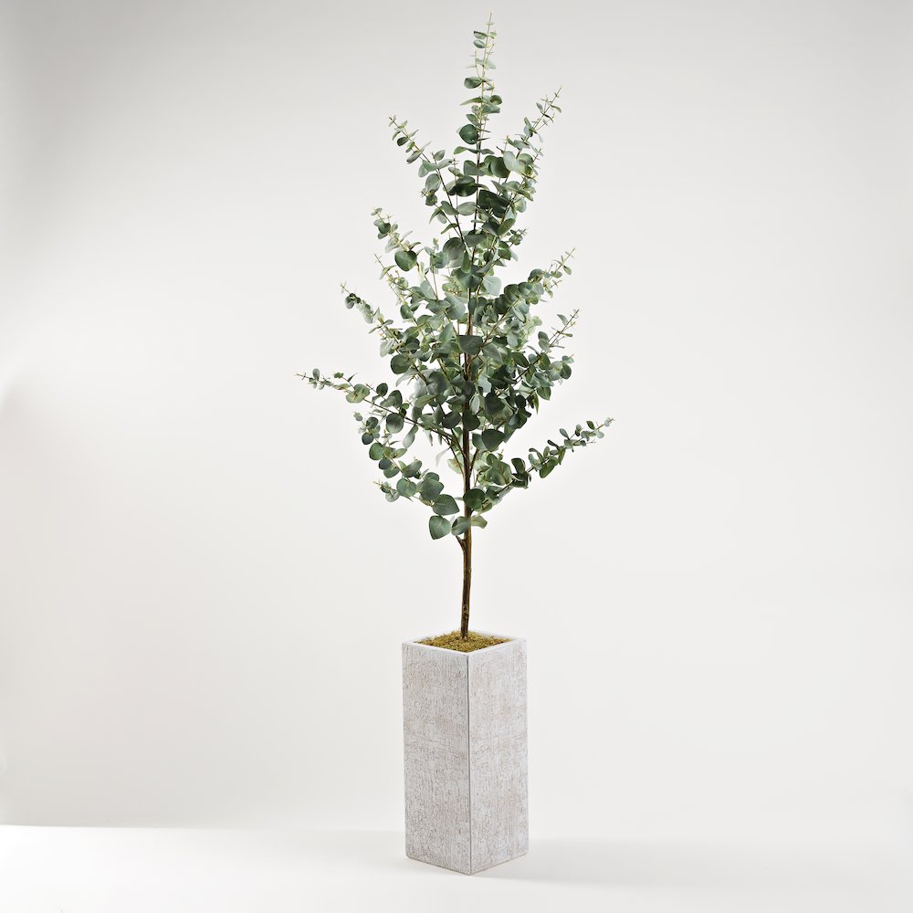 Eucalyptus Tree in Small Square Etched Planter. Picture 1