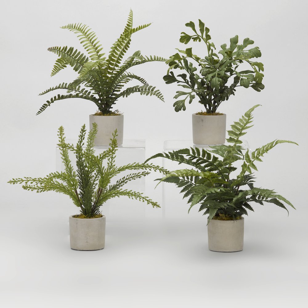 Assorted Mini Ferns in Mini Cement Cylinder - Set Of 4. Picture 1