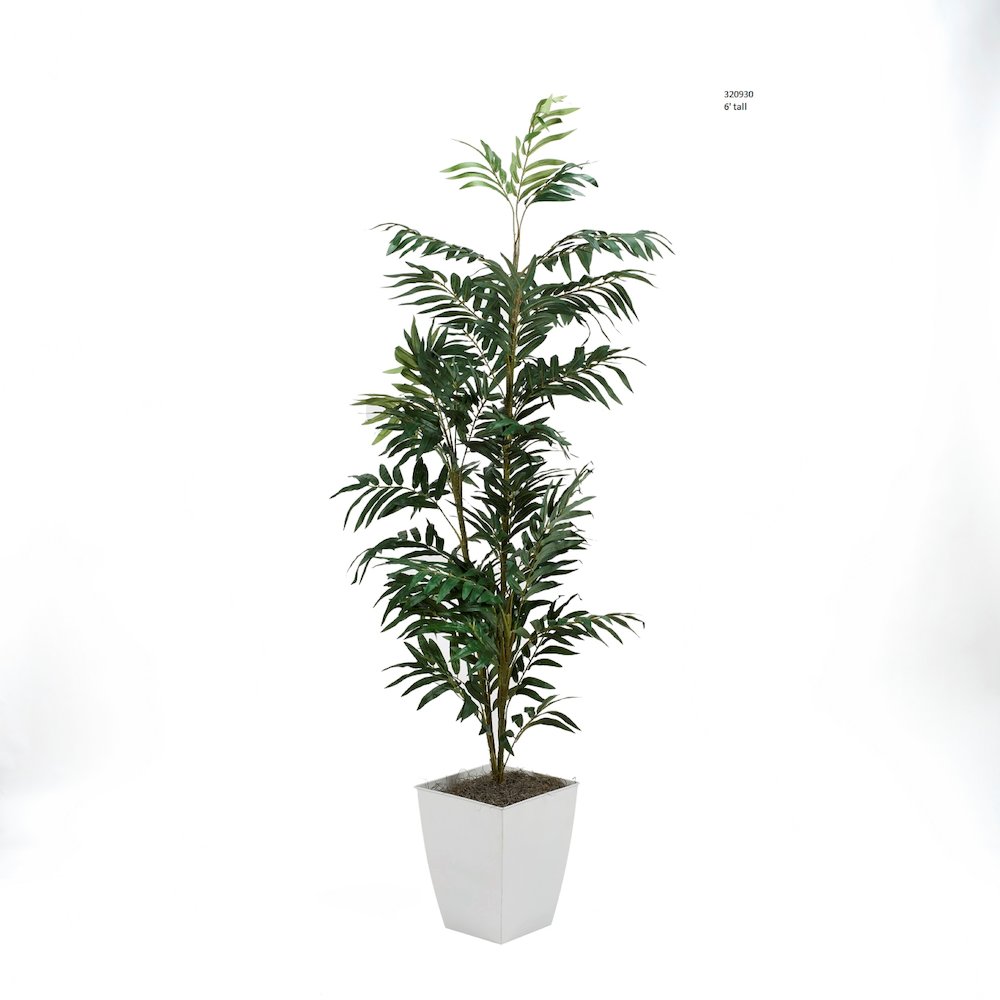6' Phoenix Palm in White Square Metal Planter. Picture 1
