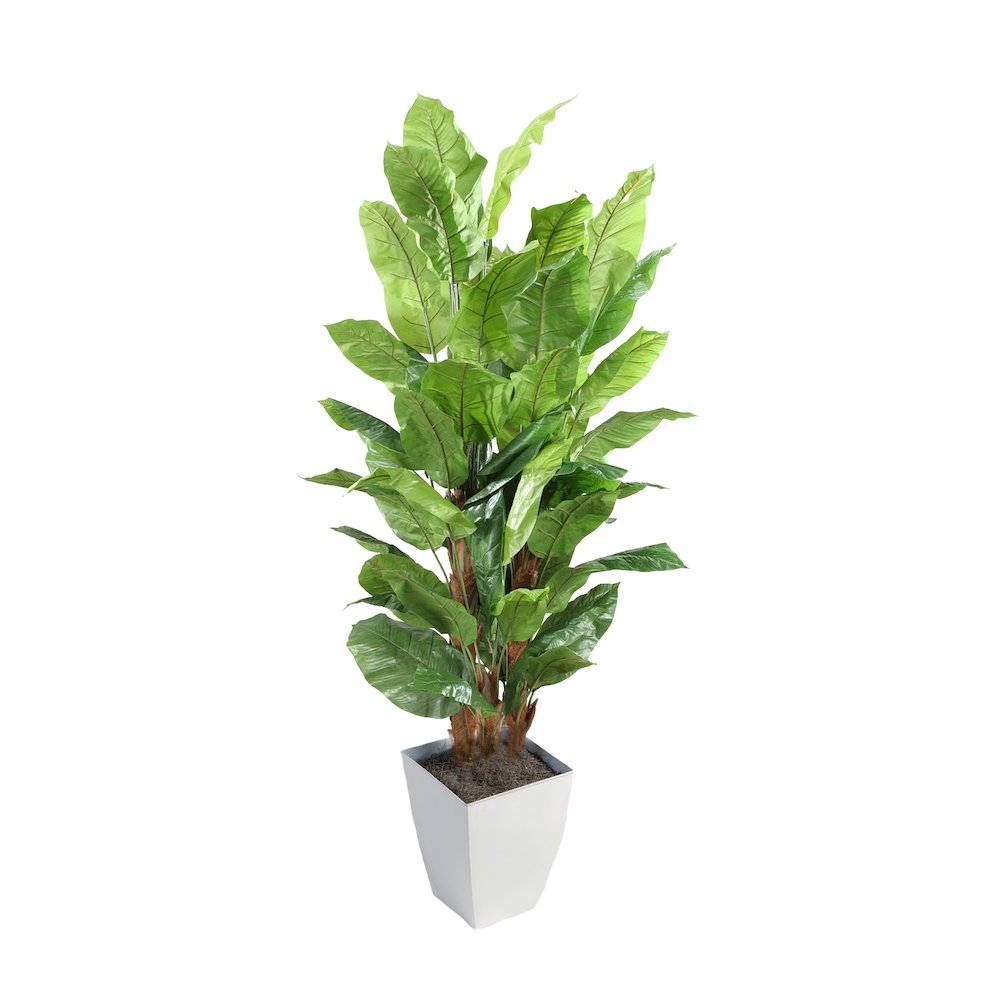 8' Spath Tree in White Square Metal Planter. Picture 1