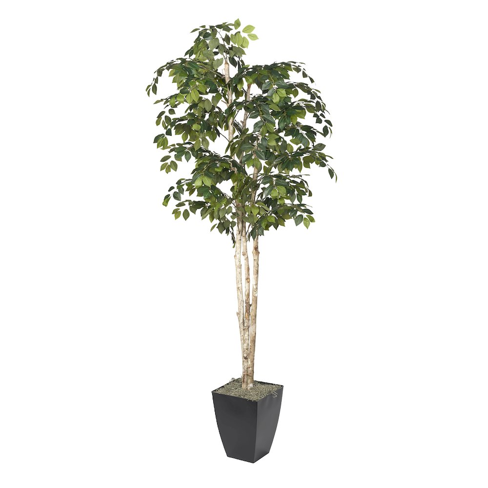 8' Sakaki Tree in Black Metal Planter. Picture 1