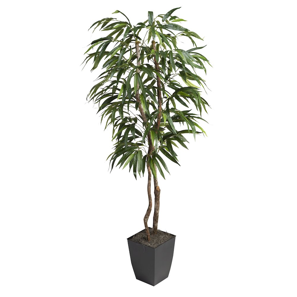 6' Weeping Ficus Tree in Black Square Metal Planter. Picture 1