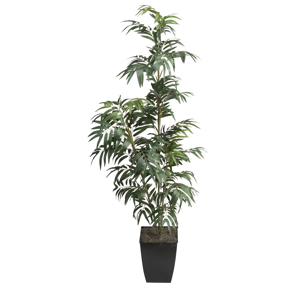 6' Phoenix Palm in Black Square Metal Planter. Picture 1