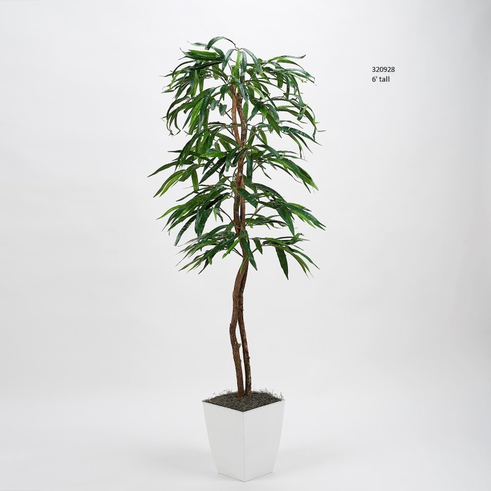 6' Weeping Ficus Tree in White Square Metal Planter. Picture 1