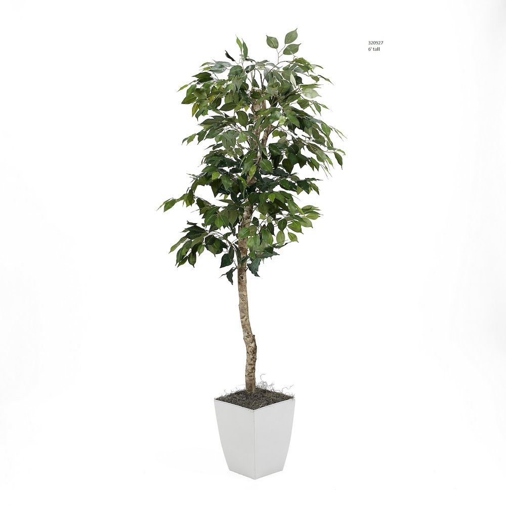 6' Green Ficus Tree in White Square Metal Planter. Picture 1
