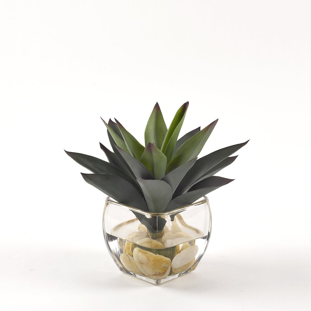 Aloe Plant in Glass Cube. Picture 1