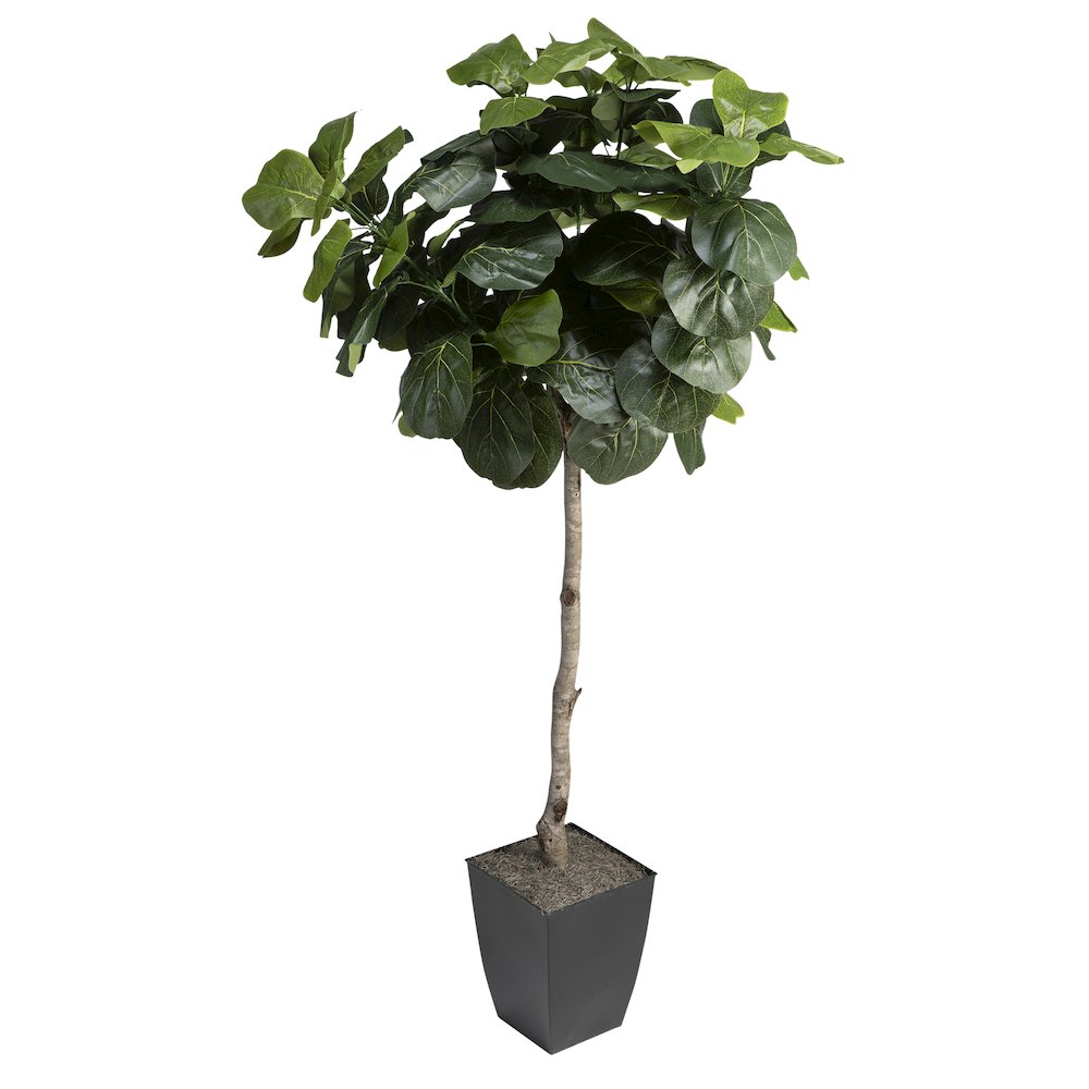 6' Fiddle Leaf Fig Tree in Black Square Metal Planter. Picture 1