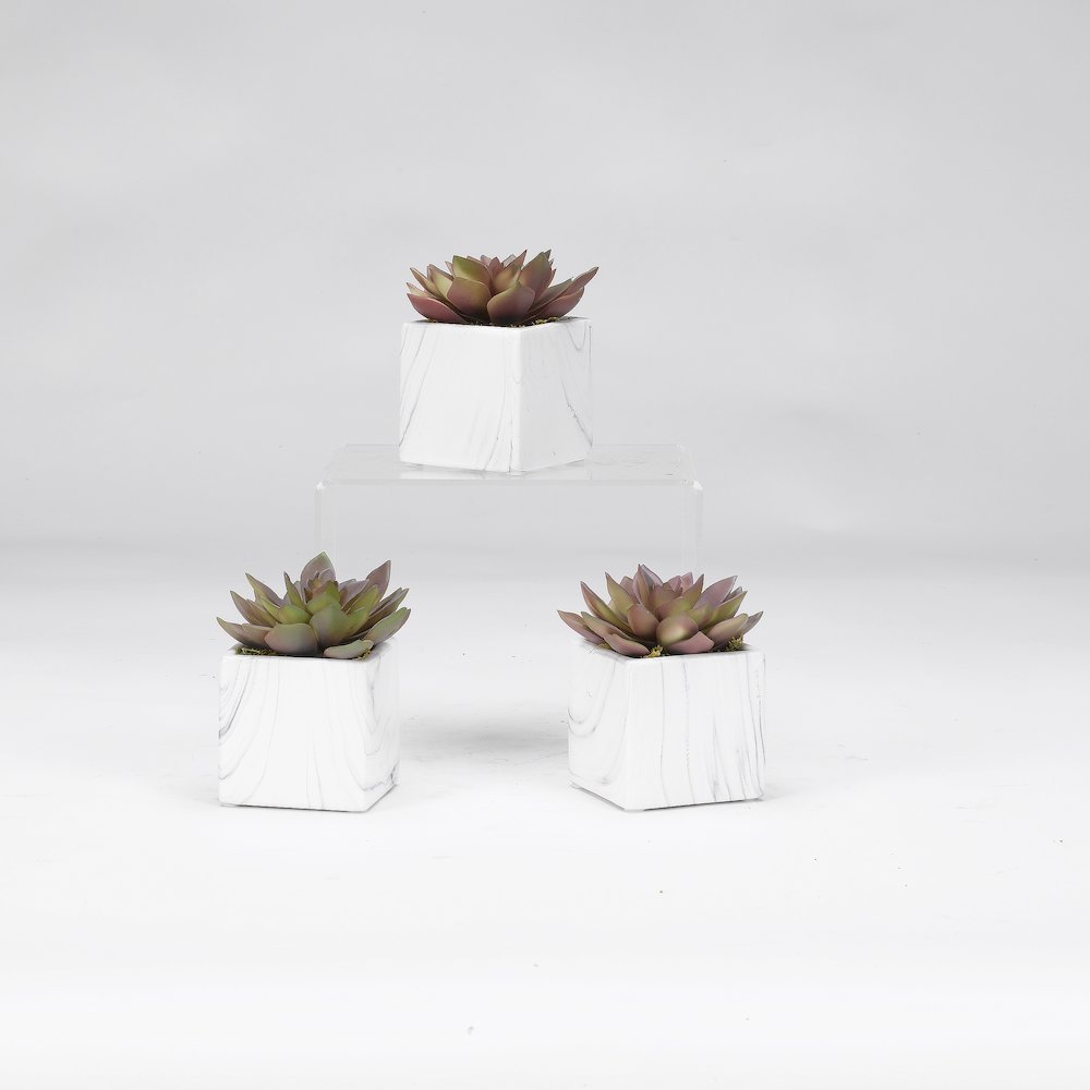 Rose Echeveria in White Marbled Ceramic Square - Set Of 3. Picture 1