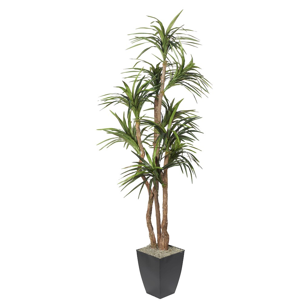 8' Dracaena Tree in Black Metal Planter. Picture 1