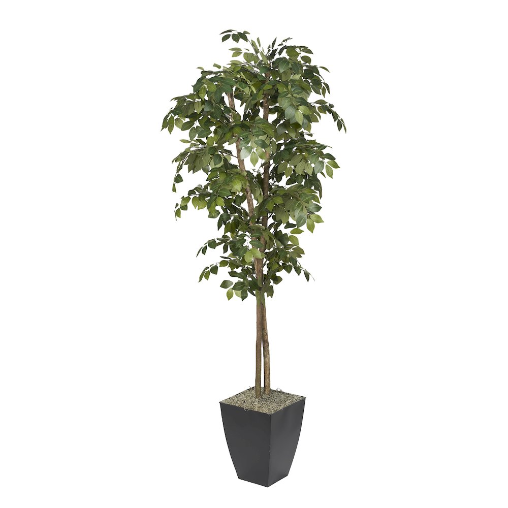 7' Sakaki Tree in Black Metal Planter. Picture 1