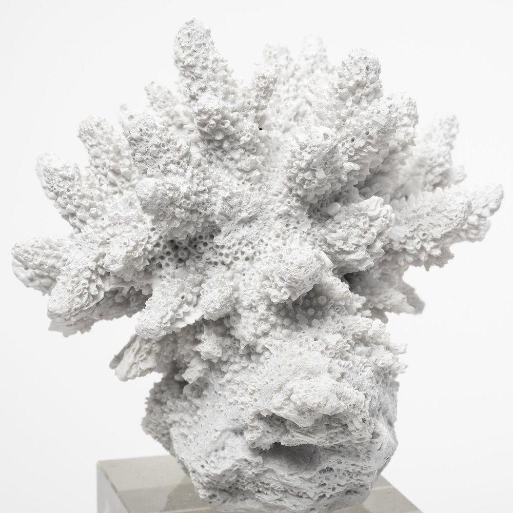 Isla (Large) 5L x 5W White Replica Resin Coral On Clear White Glass. Picture 3