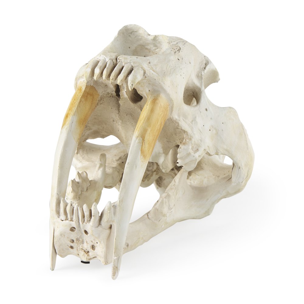 Fozzil 9L x 9W Resin Sabretooth Skull Replica. Picture 1