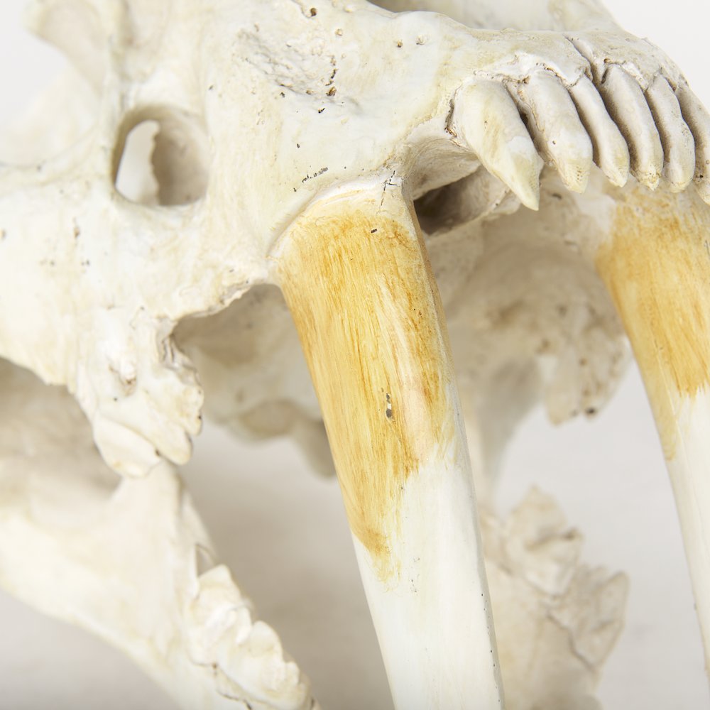 Fozzil 9L x 9W Resin Sabretooth Skull Replica. Picture 2