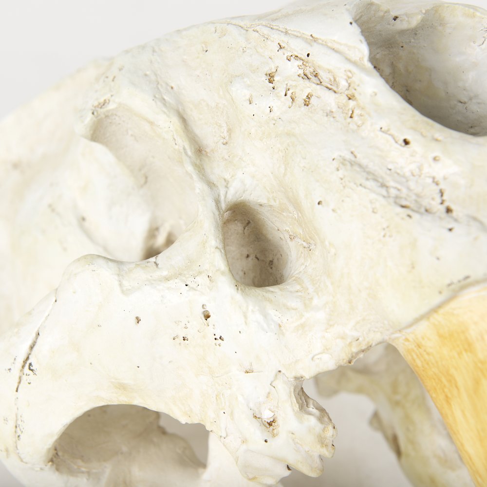Fozzil 9L x 9W Resin Sabretooth Skull Replica. Picture 3