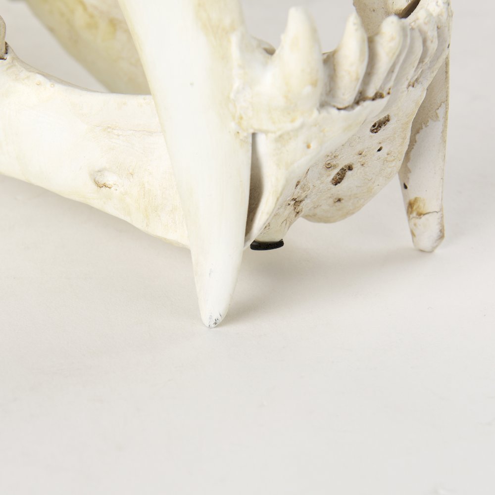 Fozzil 9L x 9W Resin Sabretooth Skull Replica. Picture 4