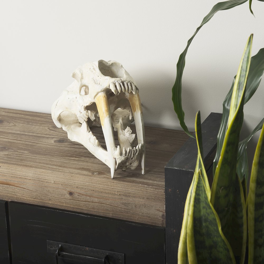 Fozzil 9L x 9W Resin Sabretooth Skull Replica. Picture 7