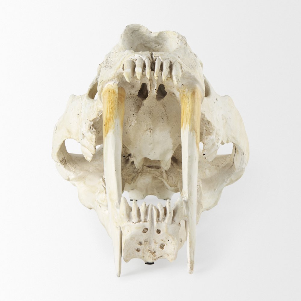 Fozzil 9L x 9W Resin Sabretooth Skull Replica. Picture 8