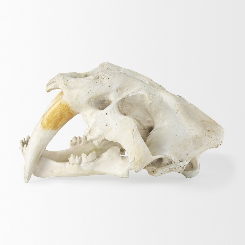 Fozzil 9L x 9W Resin Sabretooth Skull Replica. Picture 9