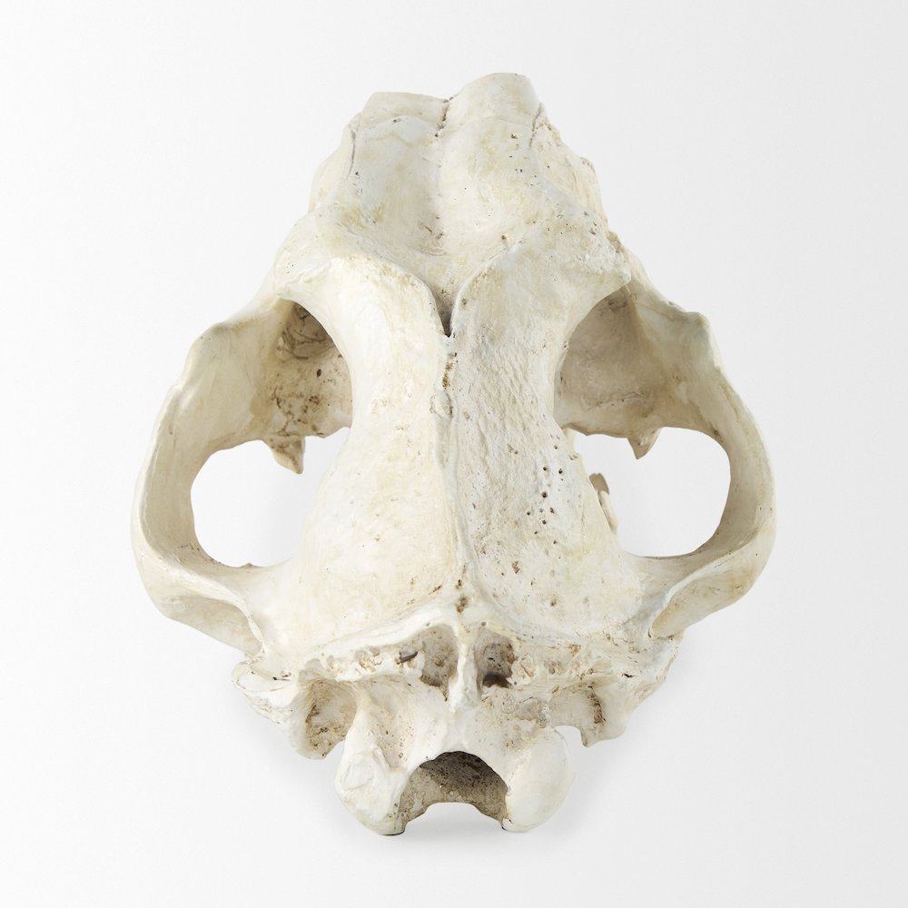 Fozzil 9L x 9W Resin Sabretooth Skull Replica. Picture 10