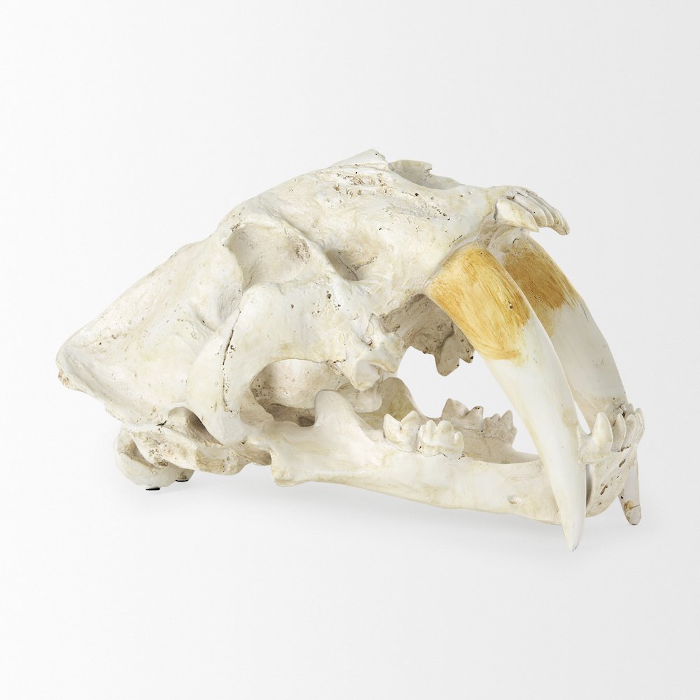Fozzil 9L x 9W Resin Sabretooth Skull Replica. Picture 11