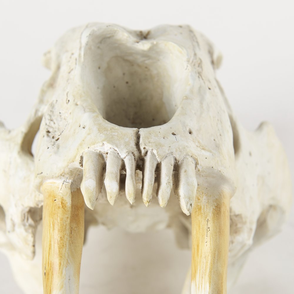 Fozzil 9L x 9W Resin Sabretooth Skull Replica. Picture 12