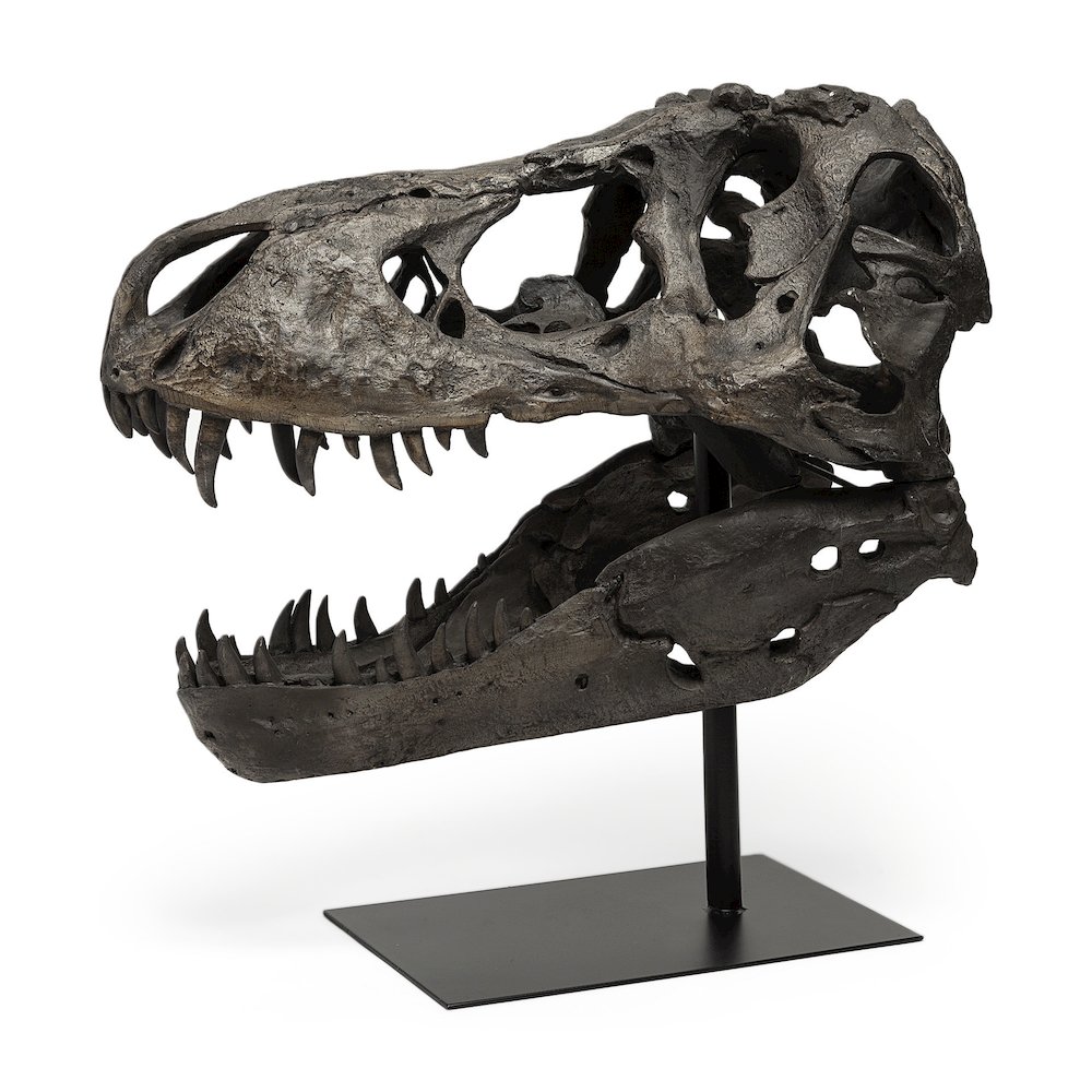 Lagrane 19L x 11W Brown Resin Tyrannosaurus T Rex Dinosaur Skull Replica. Picture 1