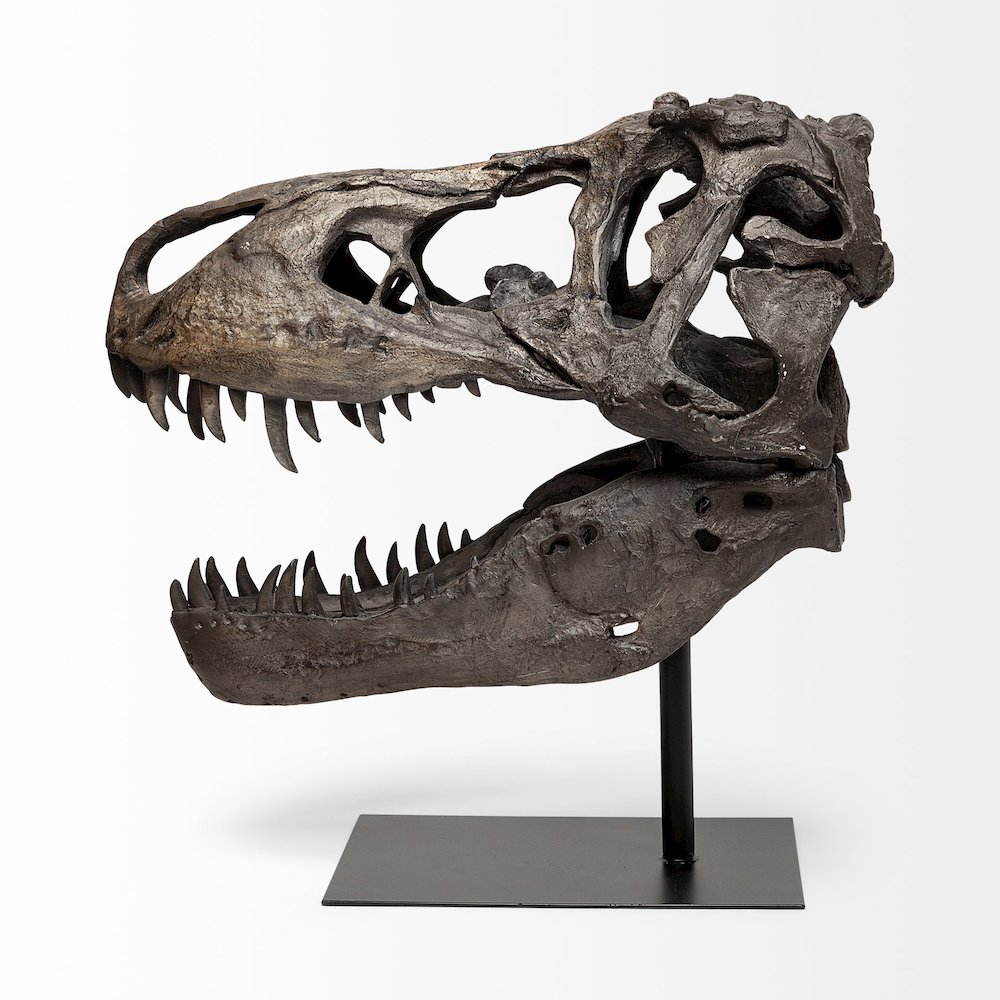 Lagrane 19L x 11W Brown Resin Tyrannosaurus T Rex Dinosaur Skull Replica. Picture 5