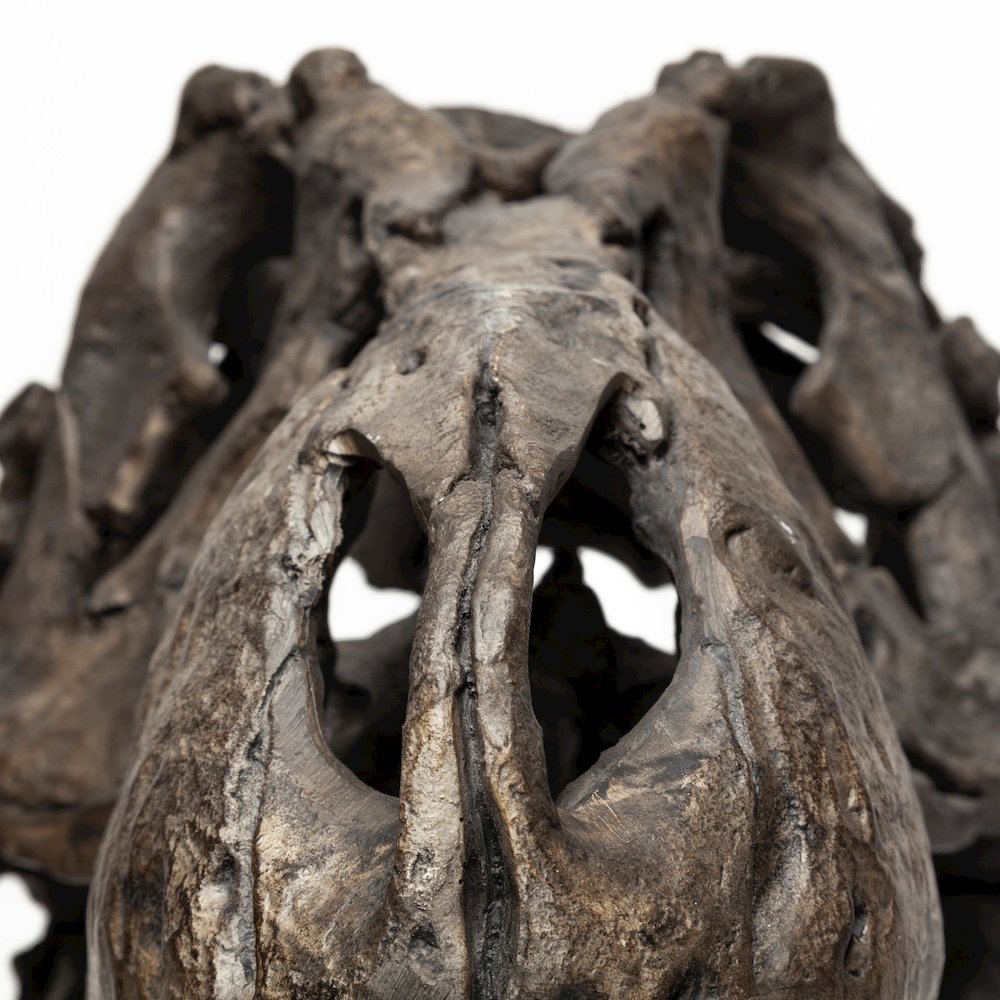 Lagrane 19L x 11W Brown Resin Tyrannosaurus T Rex Dinosaur Skull Replica. Picture 8