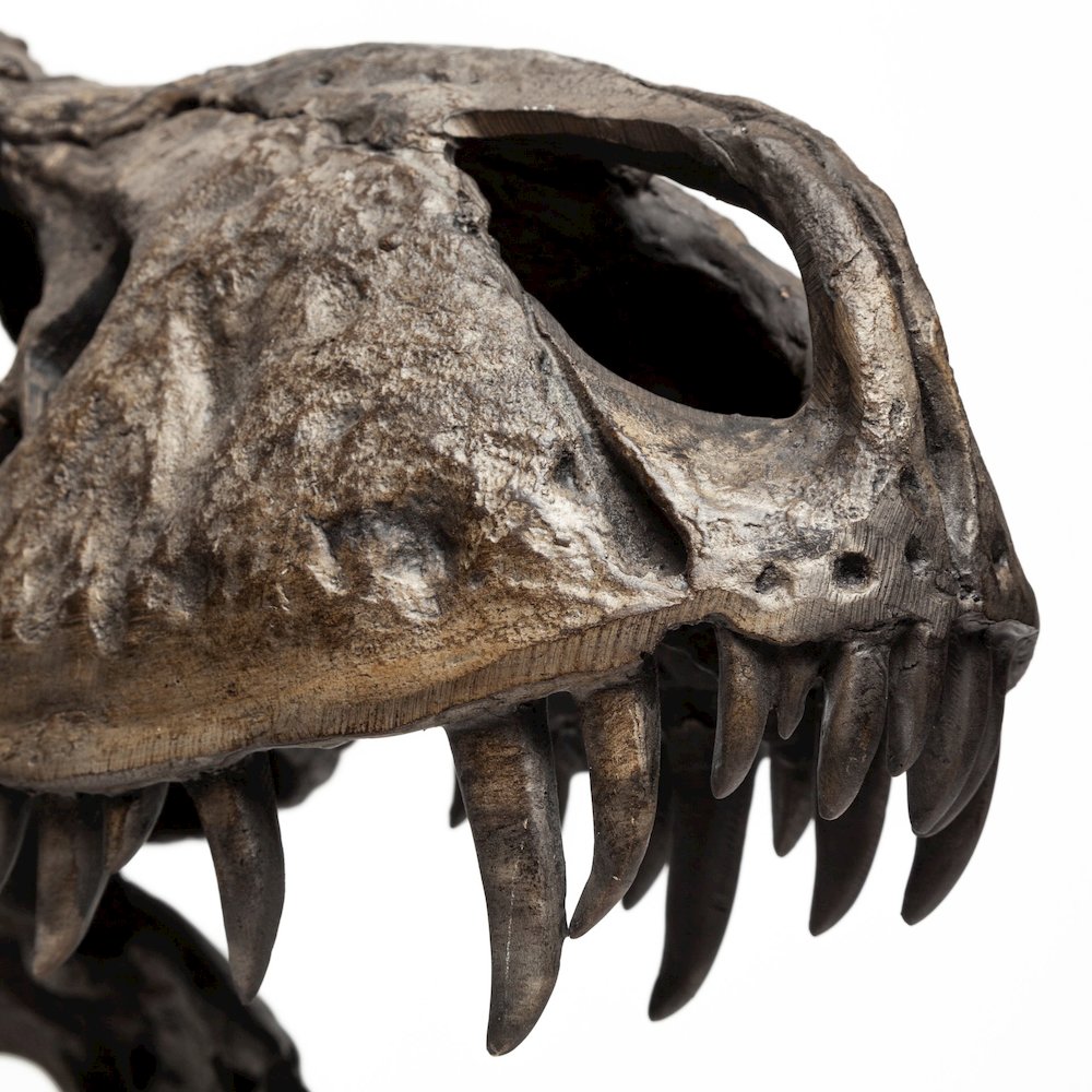 Lagrane 19L x 11W Brown Resin Tyrannosaurus T Rex Dinosaur Skull Replica. Picture 9