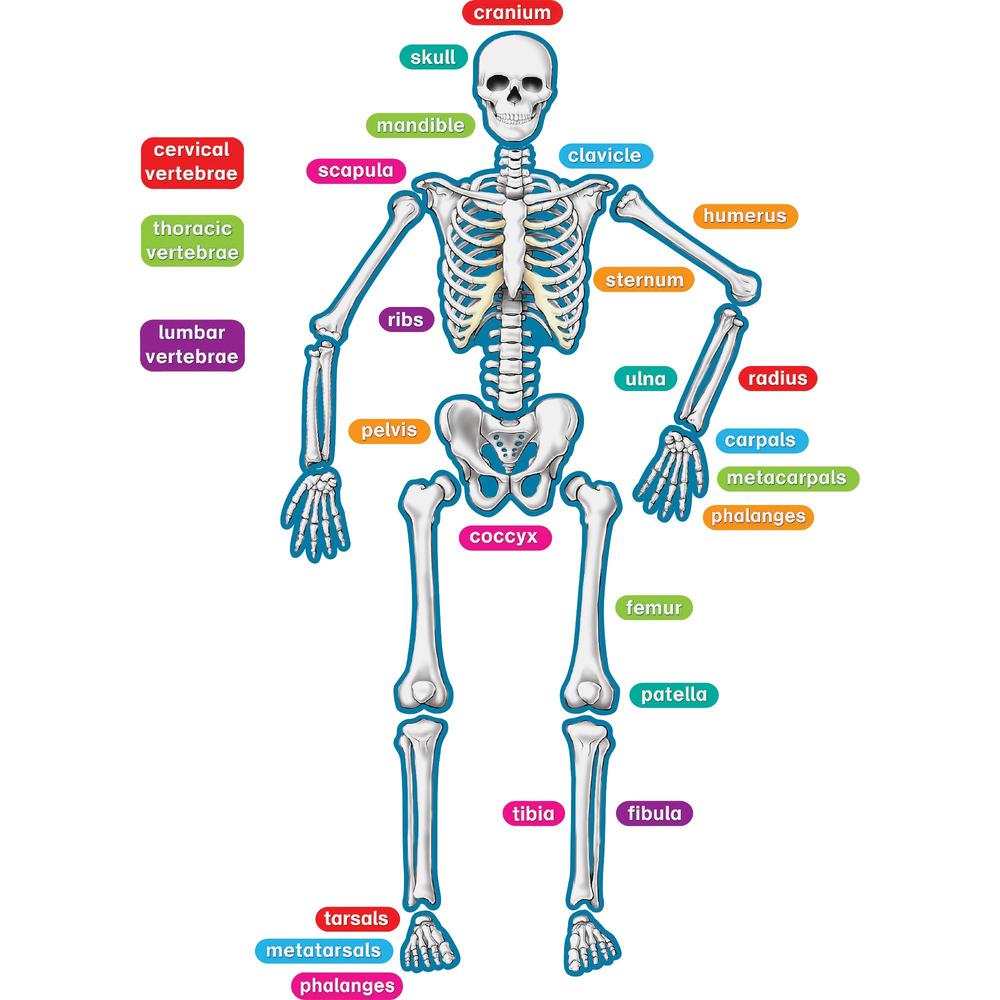 Teacher Created Resources Human Skeleton Accents - Theme/Subject: Learning - Skill Learning: Anatomy - 40 Pieces - 5-17 Year - 1 Set. Picture 1
