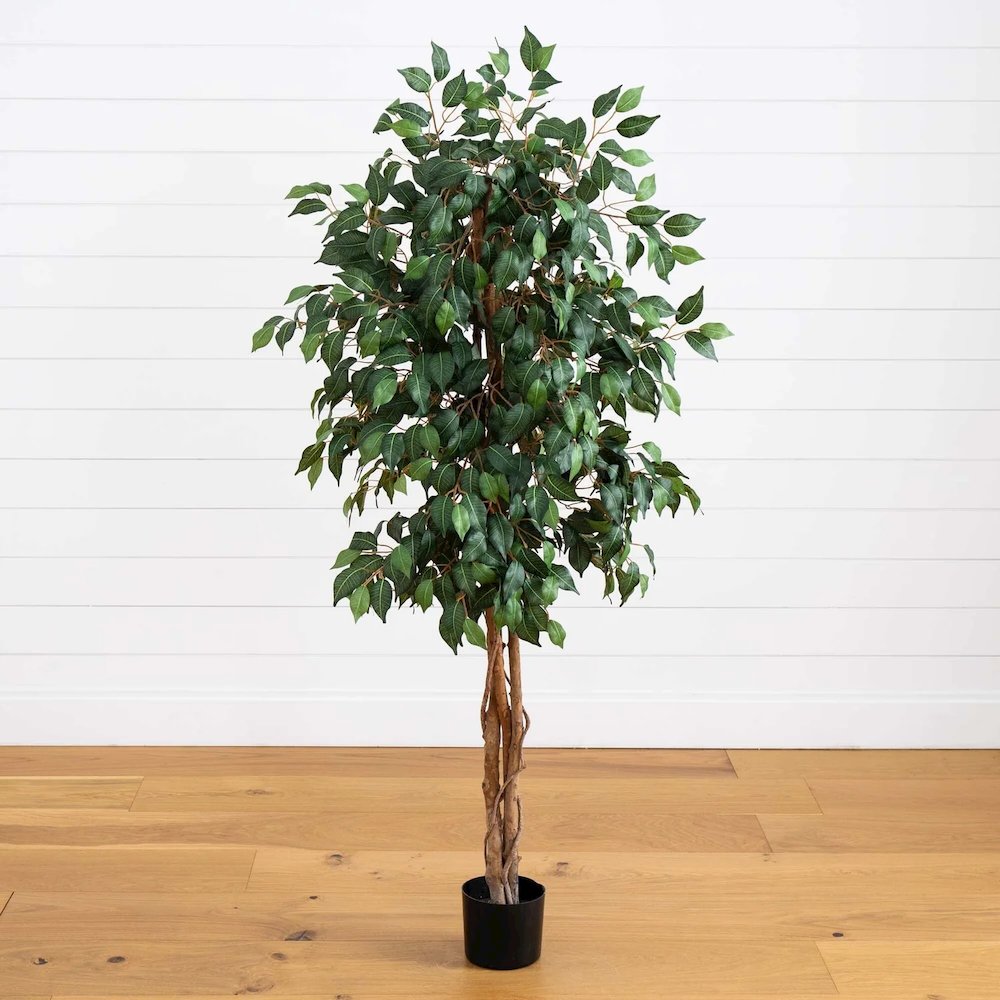 5' Ficus Silk Tree. Picture 3