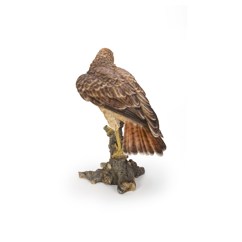 Red Tail hawk Standing on Branch. Picture 3