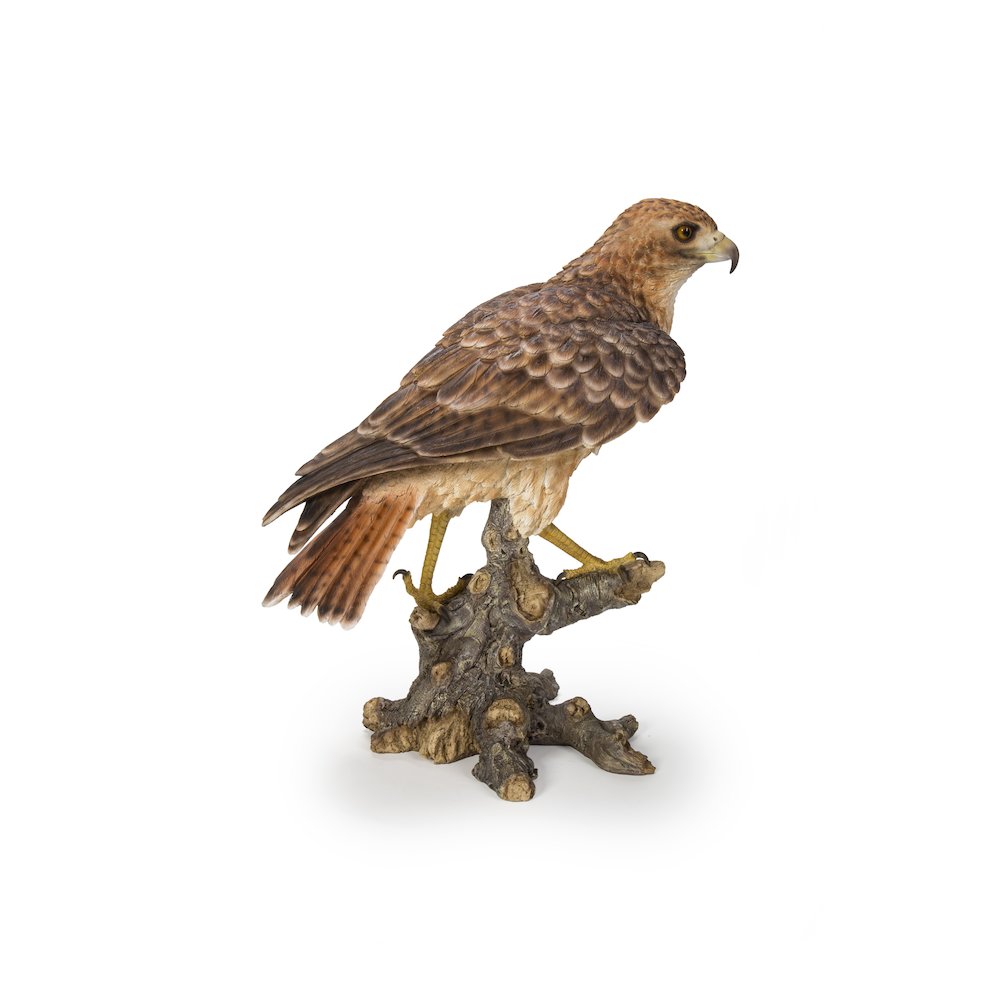 Red Tail hawk Standing on Branch. Picture 2