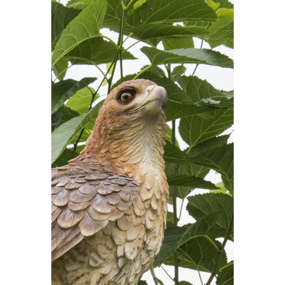Red Tail hawk Standing on Branch. Picture 4