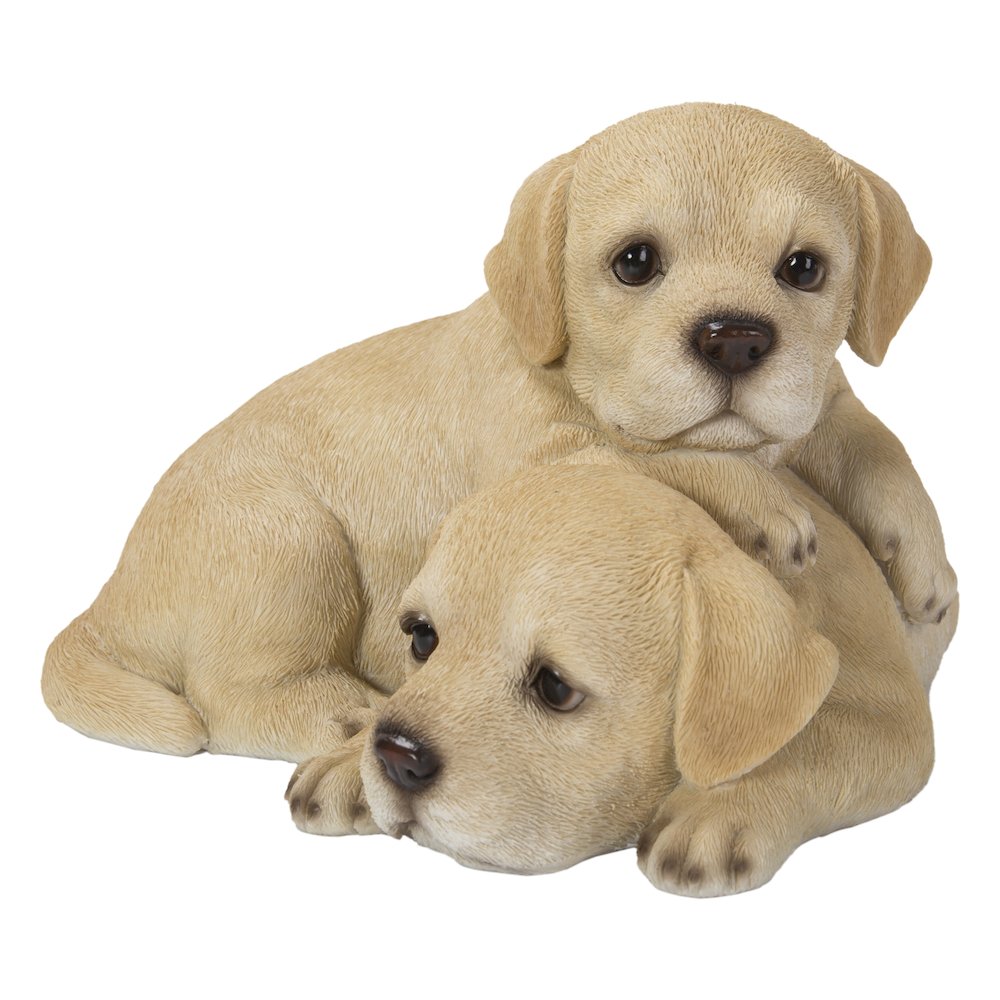 Baby Labradors Playing. Picture 2