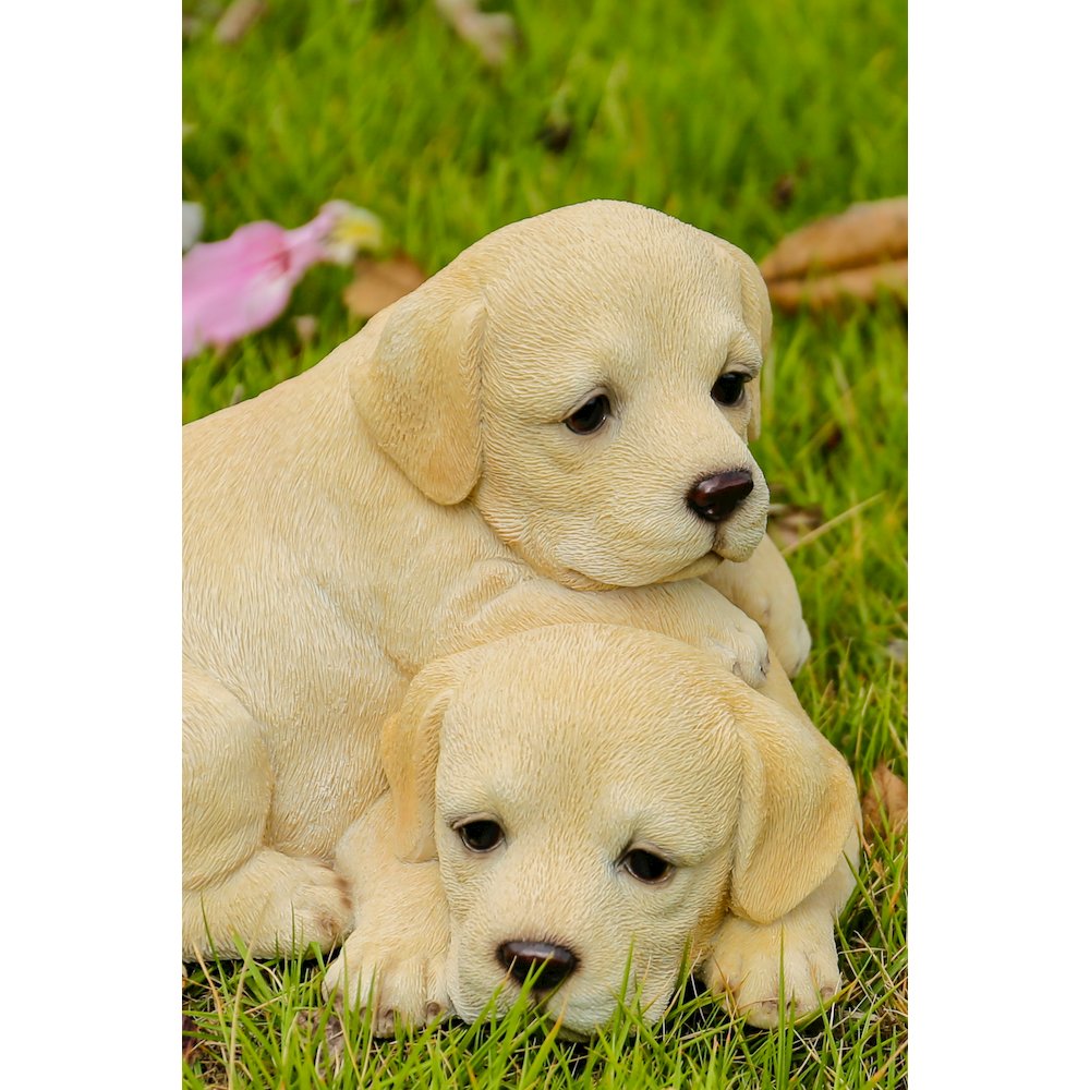 Baby Labradors Playing. Picture 5