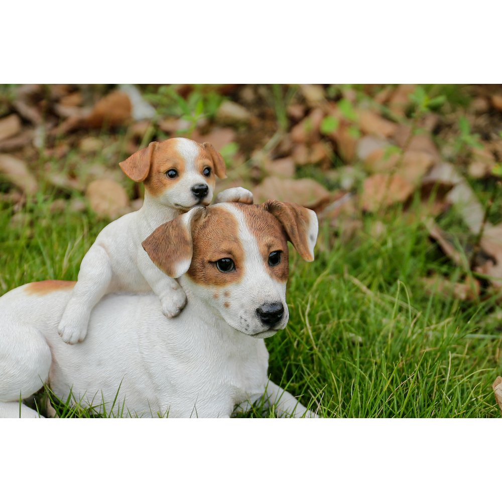 Mother & Baby Jack Russell. Picture 4