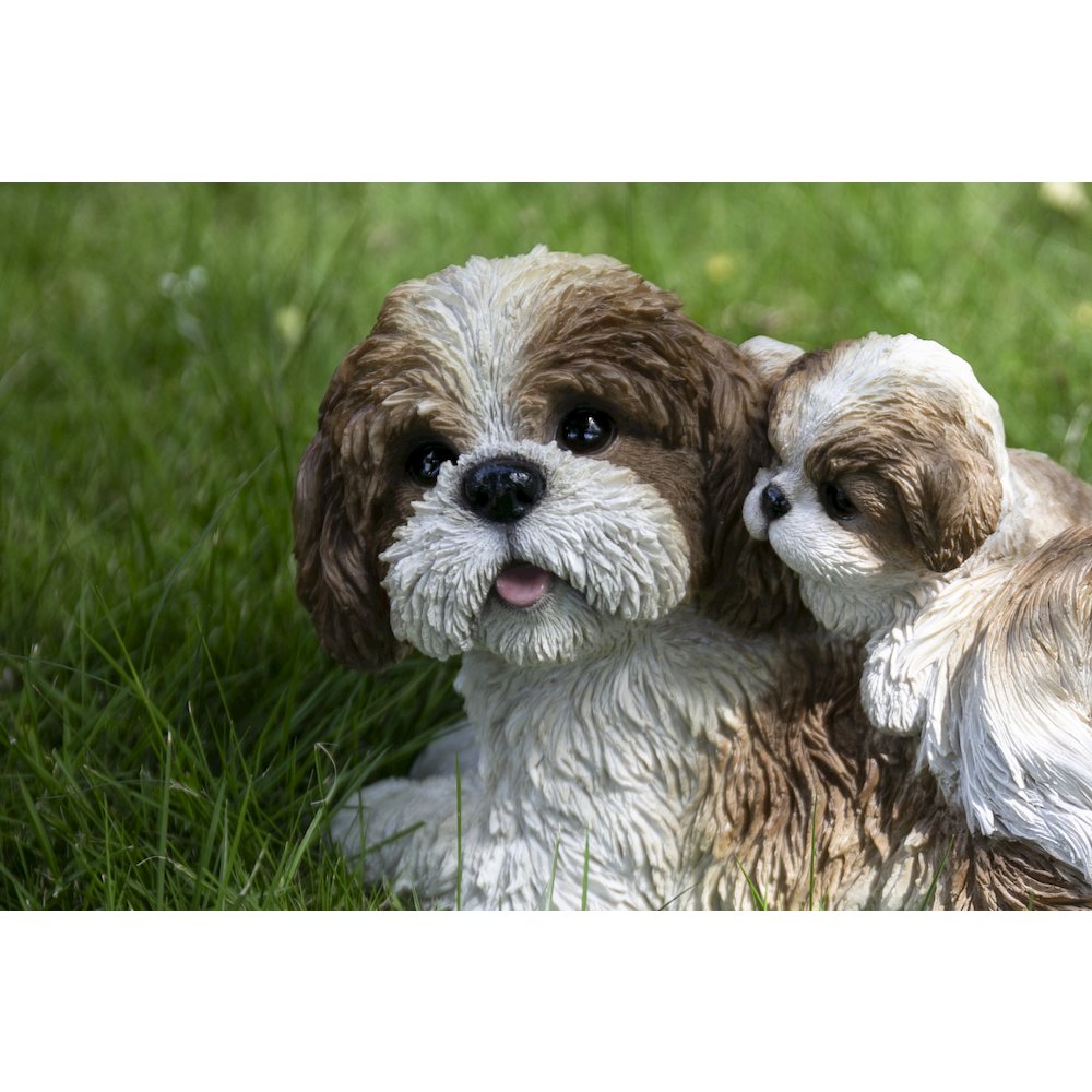 Mother & Baby Shih Tzu. Picture 6