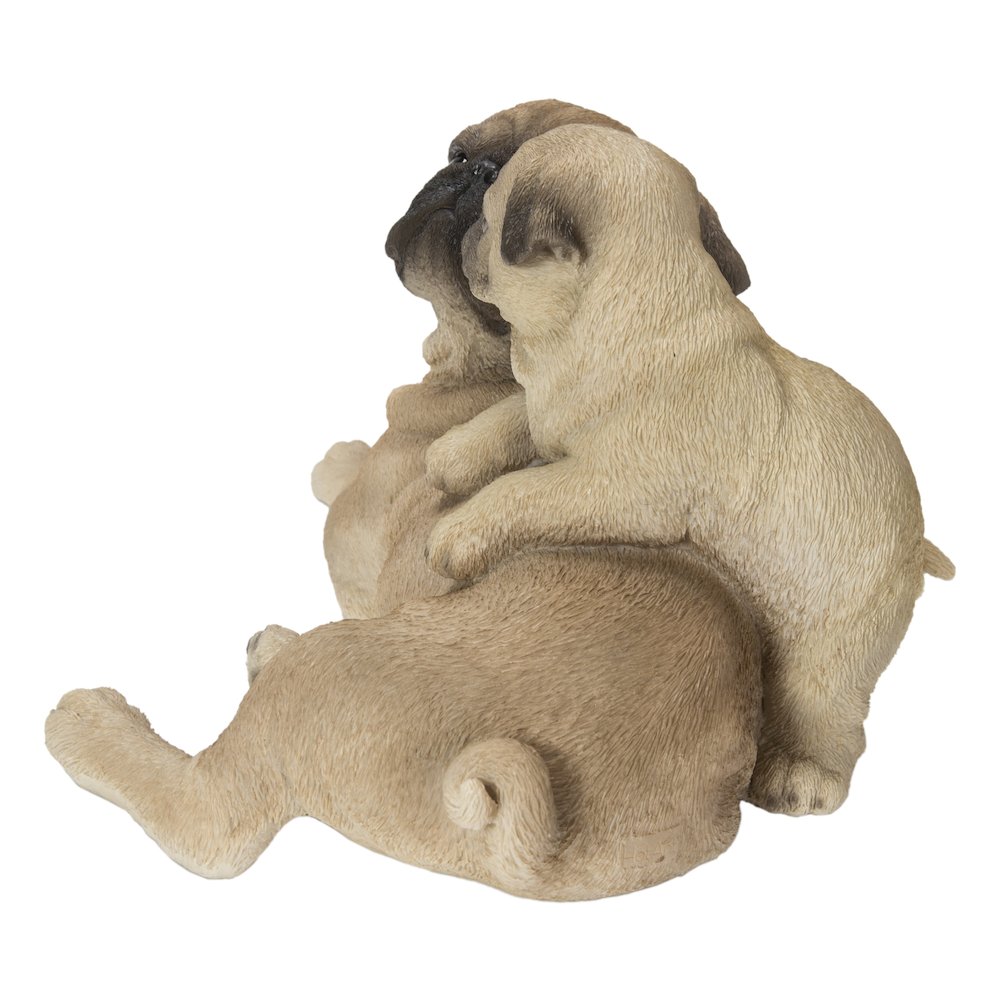 Mother & Baby Pugs. Picture 3