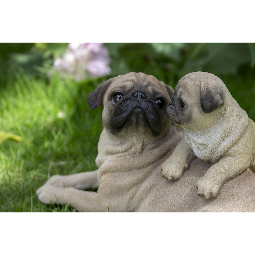 Mother & Baby Pugs. Picture 6