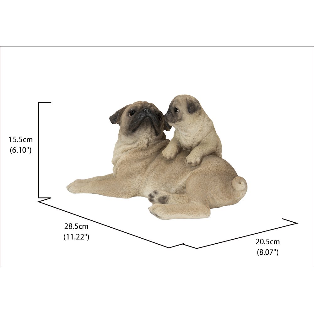 Mother & Baby Pugs. Picture 5