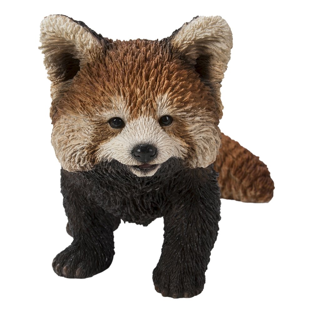 Red Panda Cub Walking. Picture 2