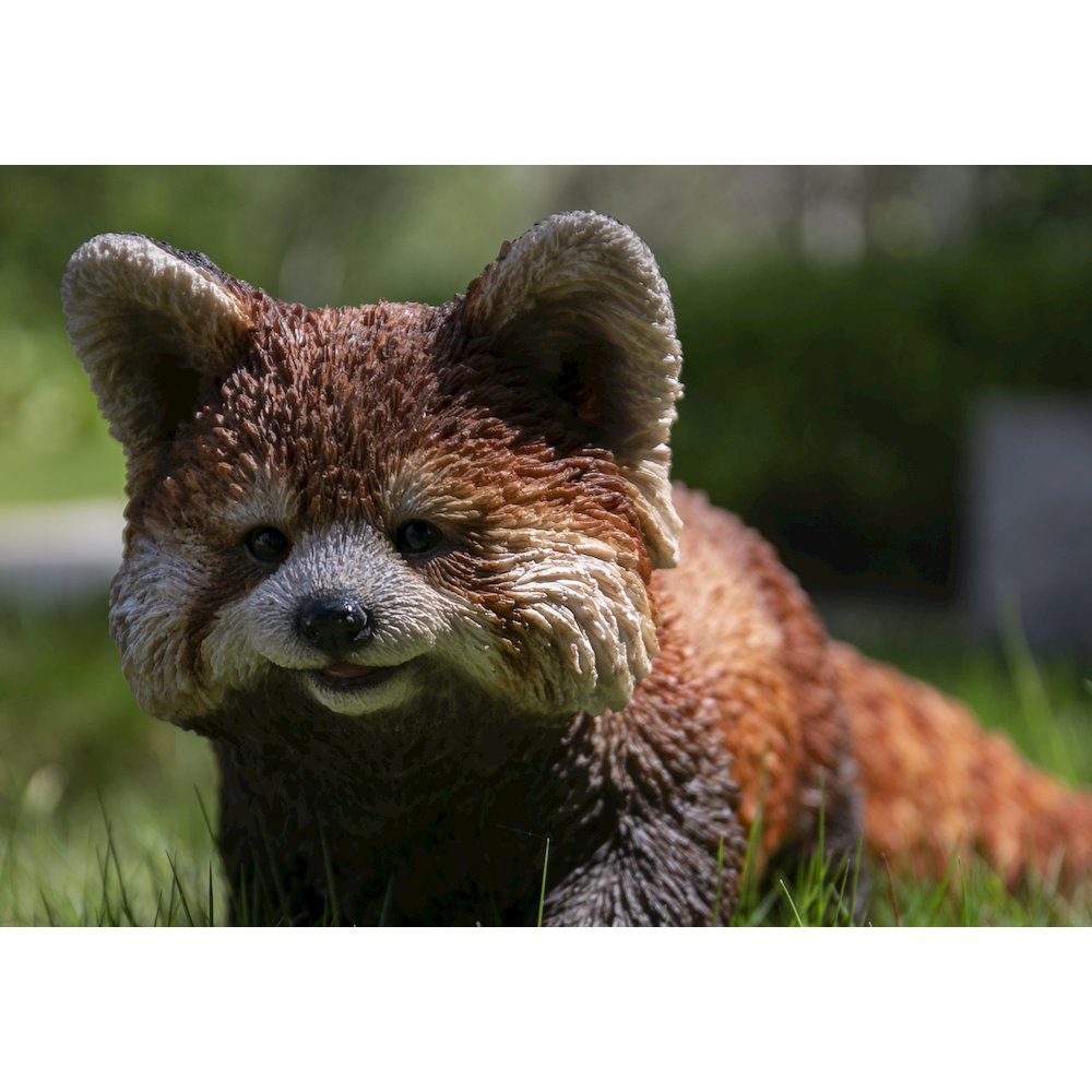 Red Panda Cub Walking. Picture 6