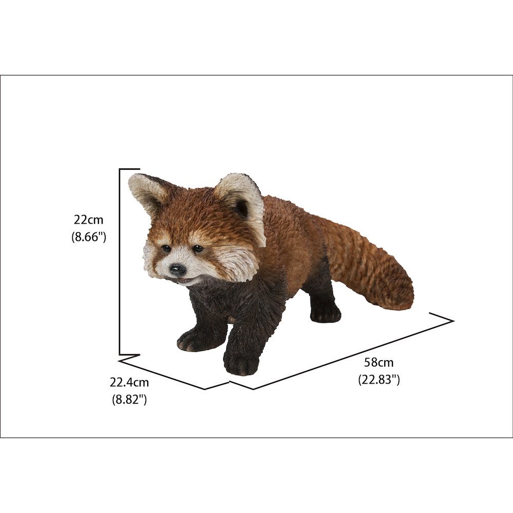 Red Panda Cub Walking. Picture 5
