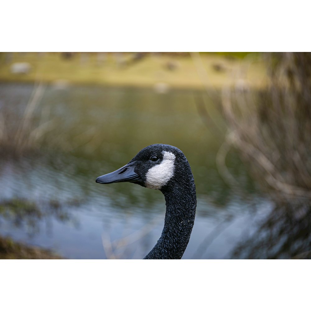Standing Canada Goose Statue. Picture 8