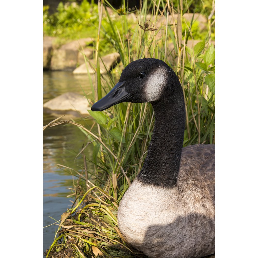 Sitting Canadian Goose Garden Statue. Picture 4